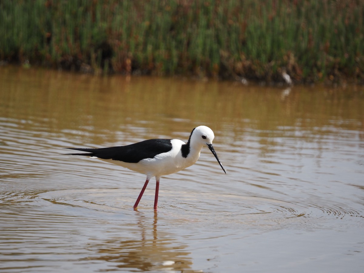 Pied Stilt - ML642594173