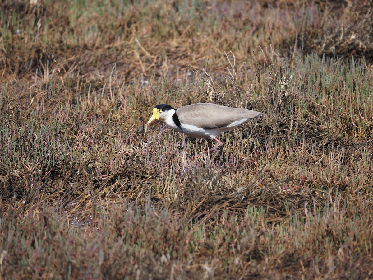 Masked Lapwing - ML642594179