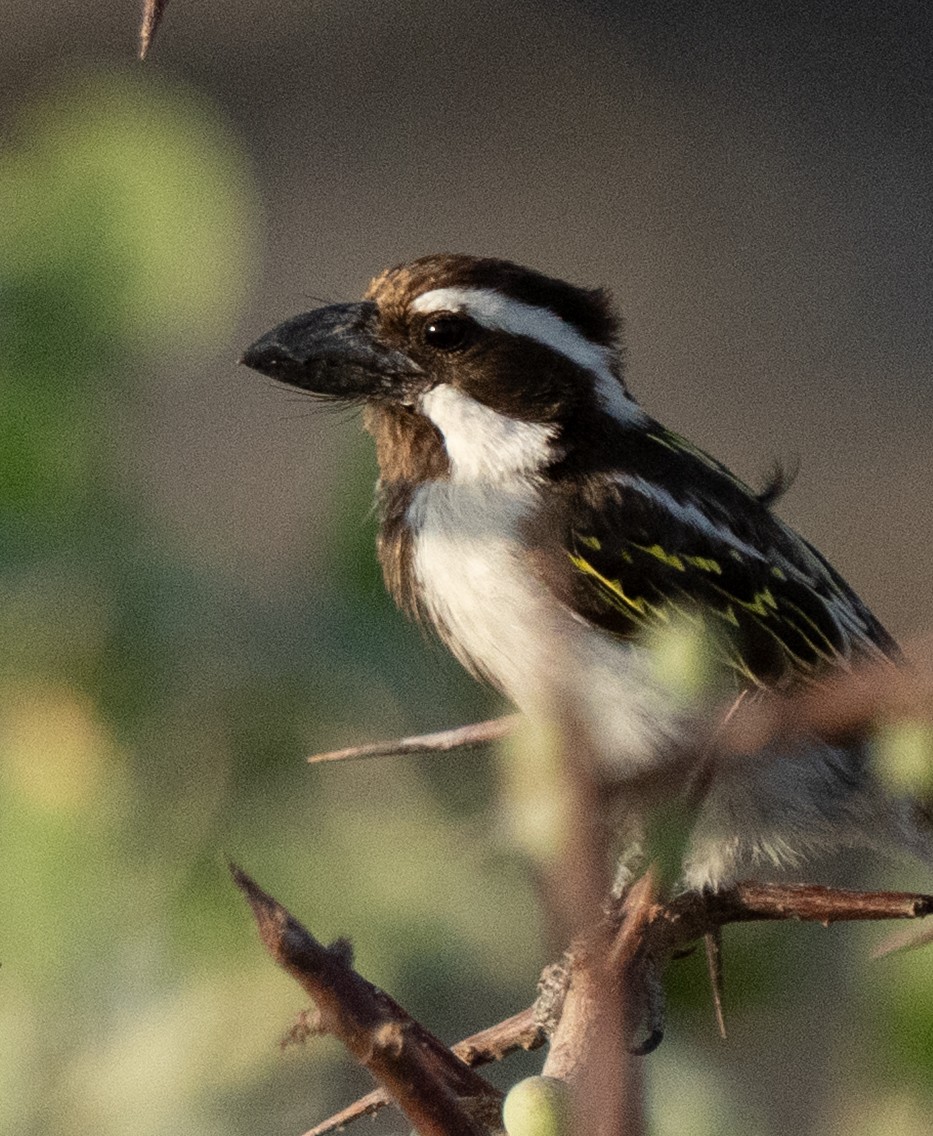 Black-throated Barbet - ML642594181