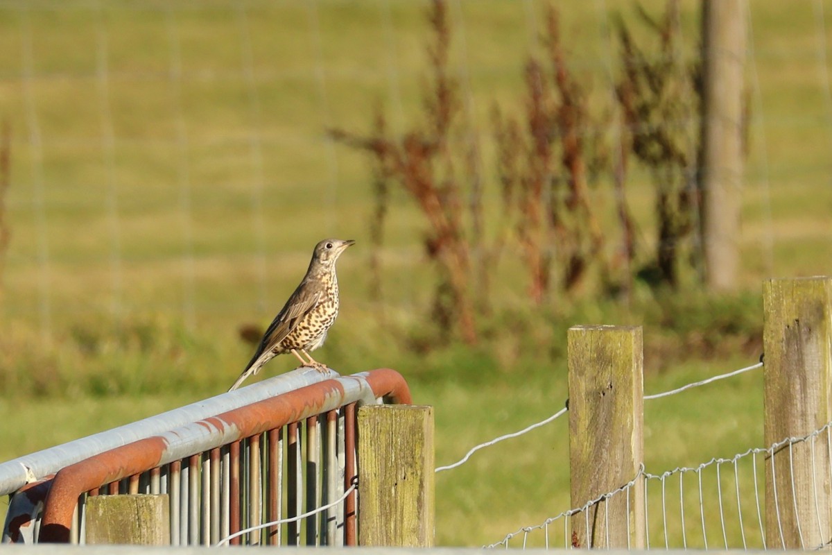 Mistle Thrush - ML642594182