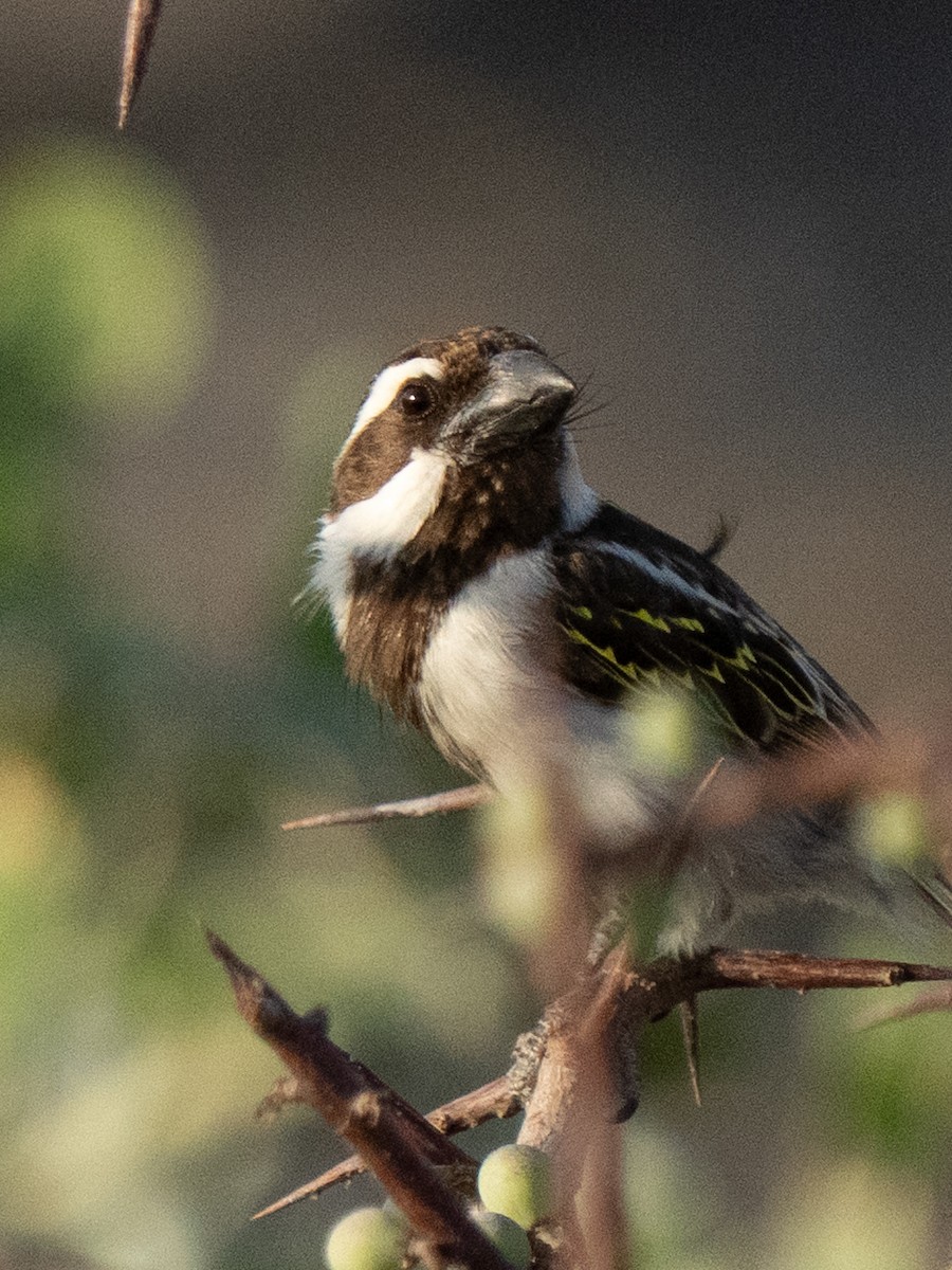 Black-throated Barbet - ML642594187
