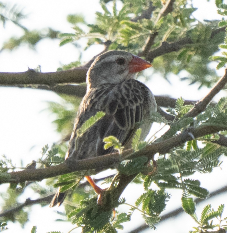 Red-billed Quelea - ML642594195