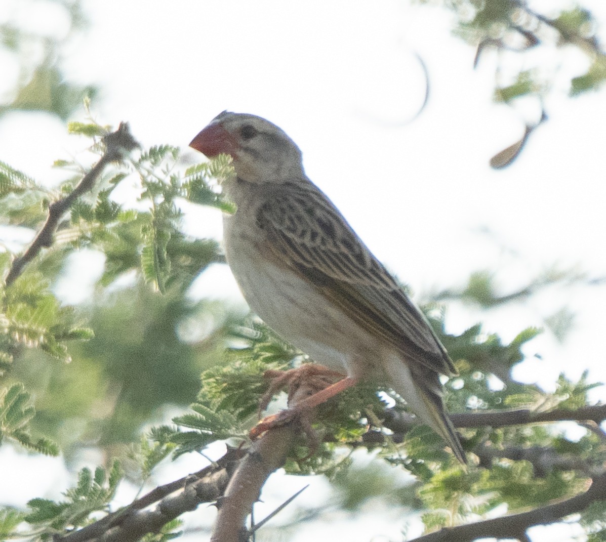 Red-billed Quelea - ML642594199