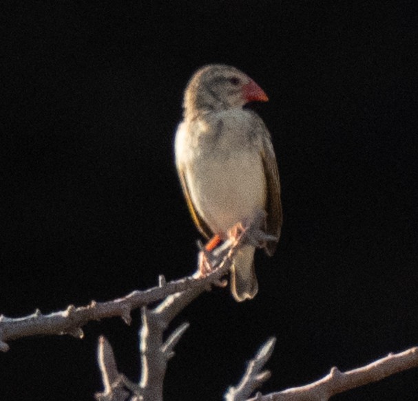 Red-billed Quelea - ML642594205