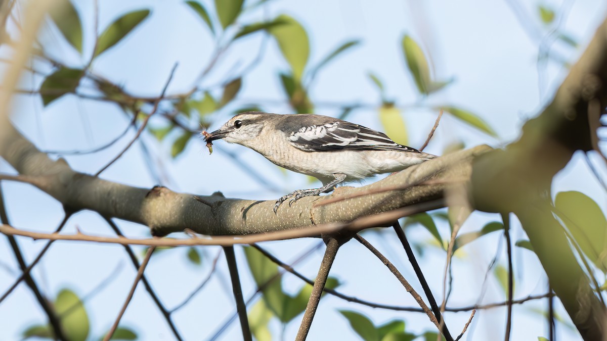 Pied Triller - ML642594207