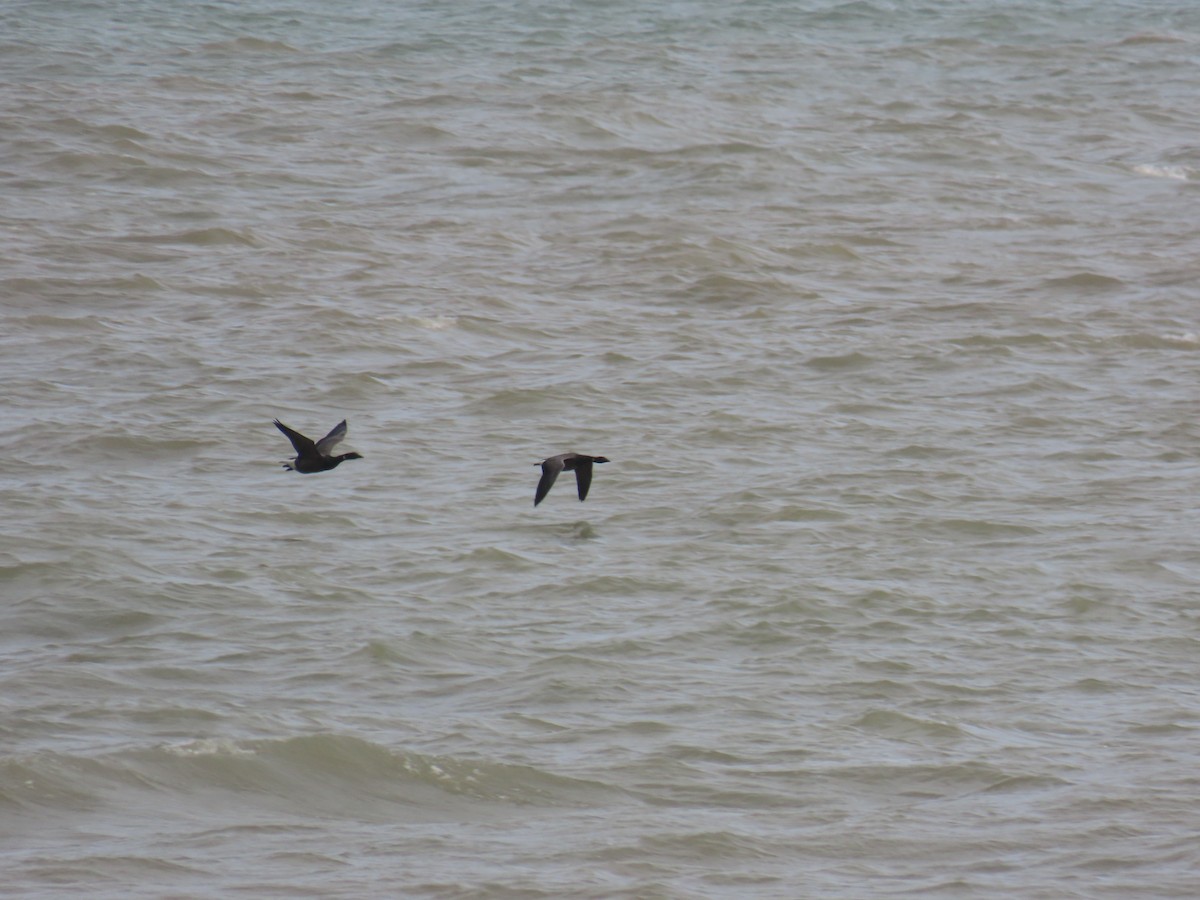 黑雁 - ML642594244