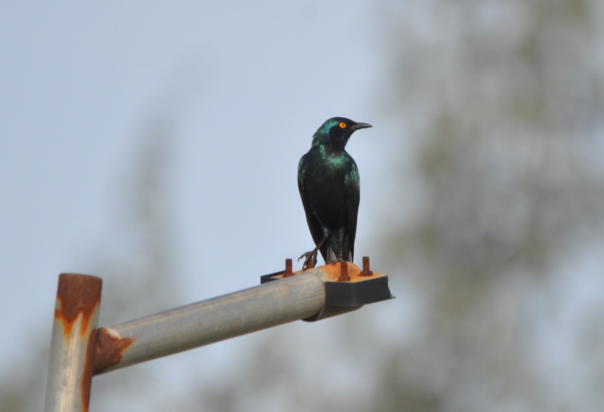 Greater Blue-eared Starling - ML642594253