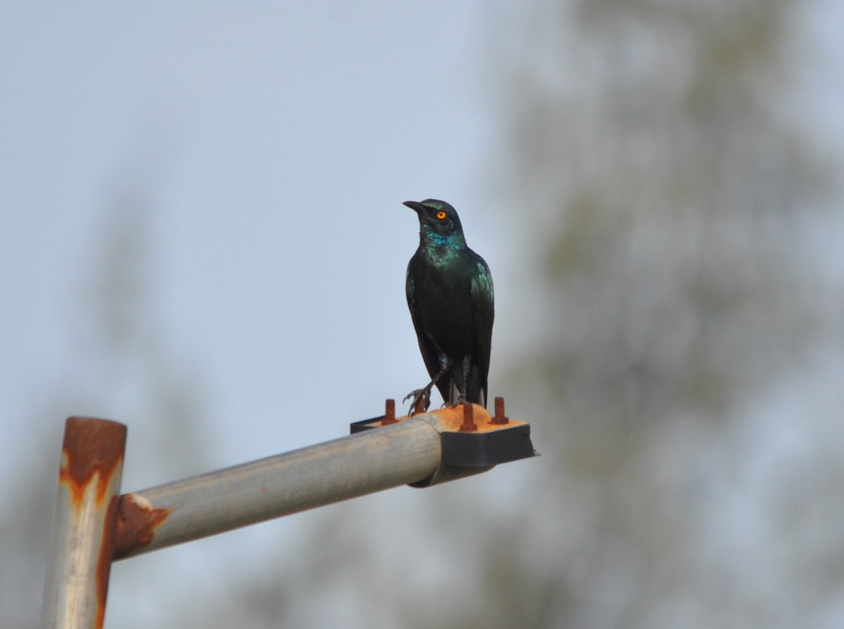 Greater Blue-eared Starling - ML642594254