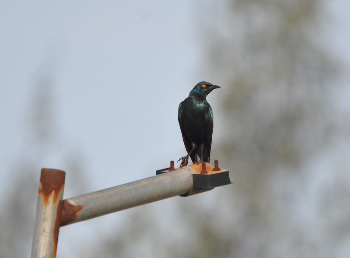 Greater Blue-eared Starling - ML642594255