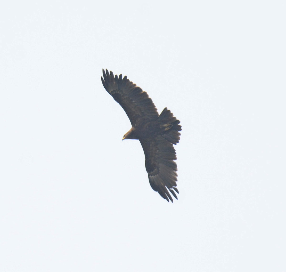 Águila Moteada - ML642594263