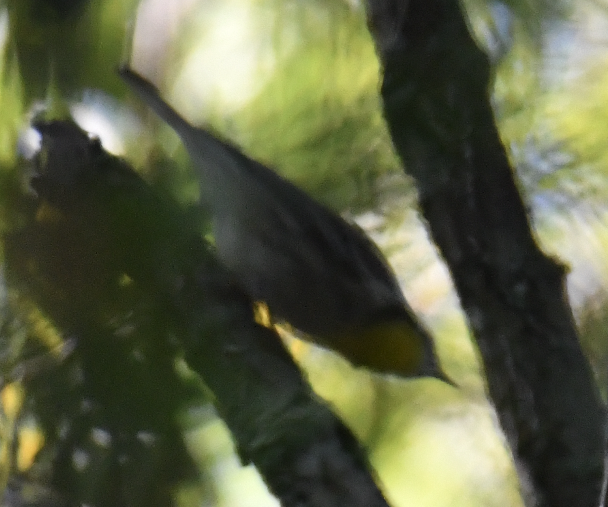 Yellow-throated Warbler - ML642594291