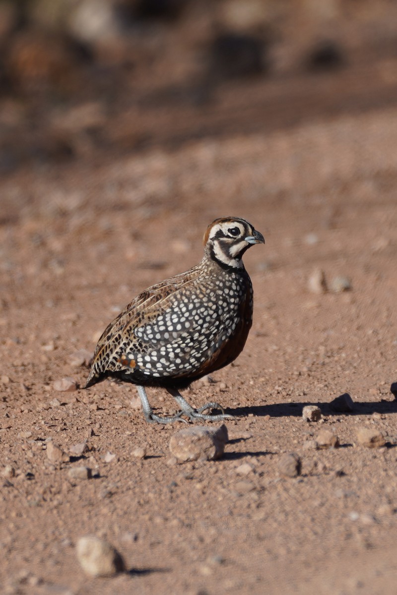 Montezuma Quail - ML642594325
