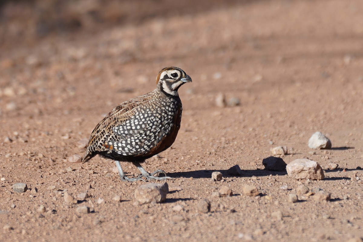 Montezuma Quail - ML642594327