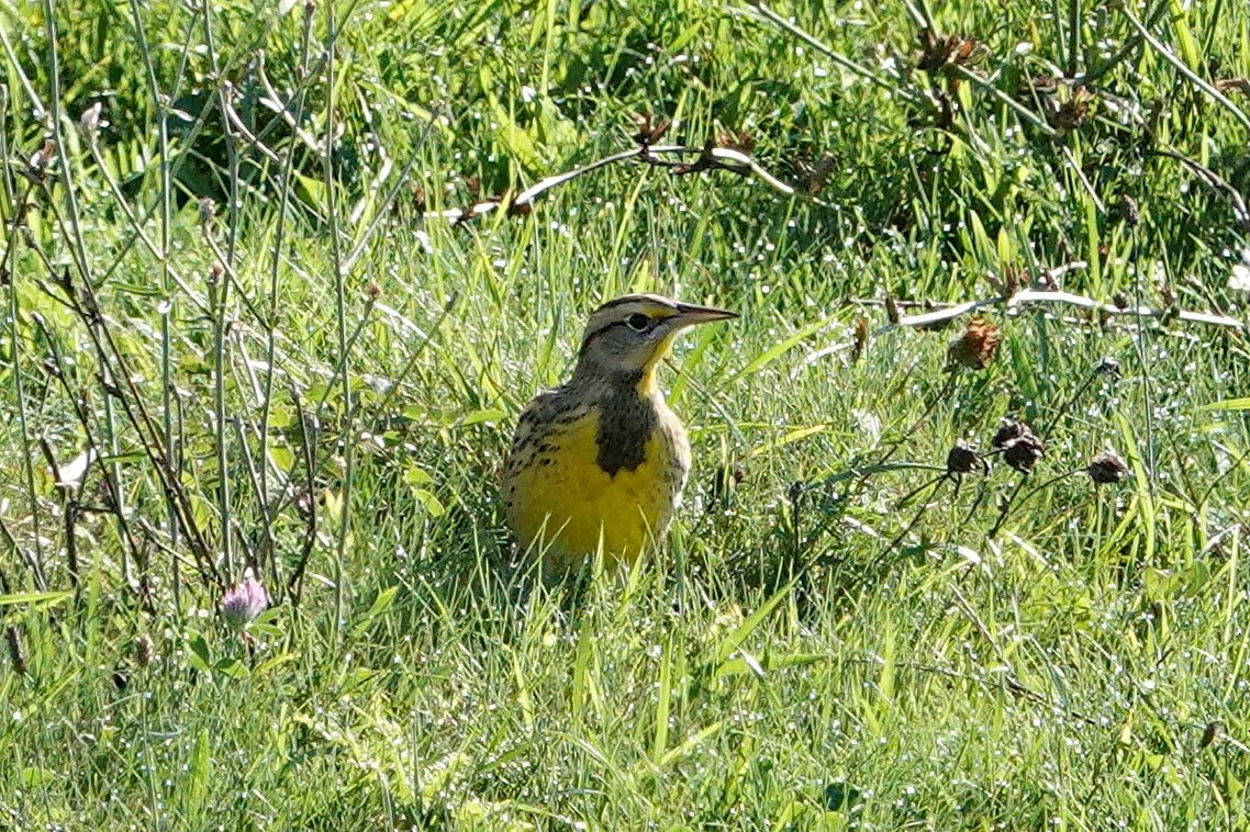 Eastern Meadowlark - ML642594330