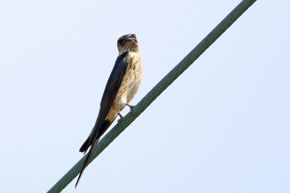 Eastern Red-rumped Swallow (Striated) - ML642594348