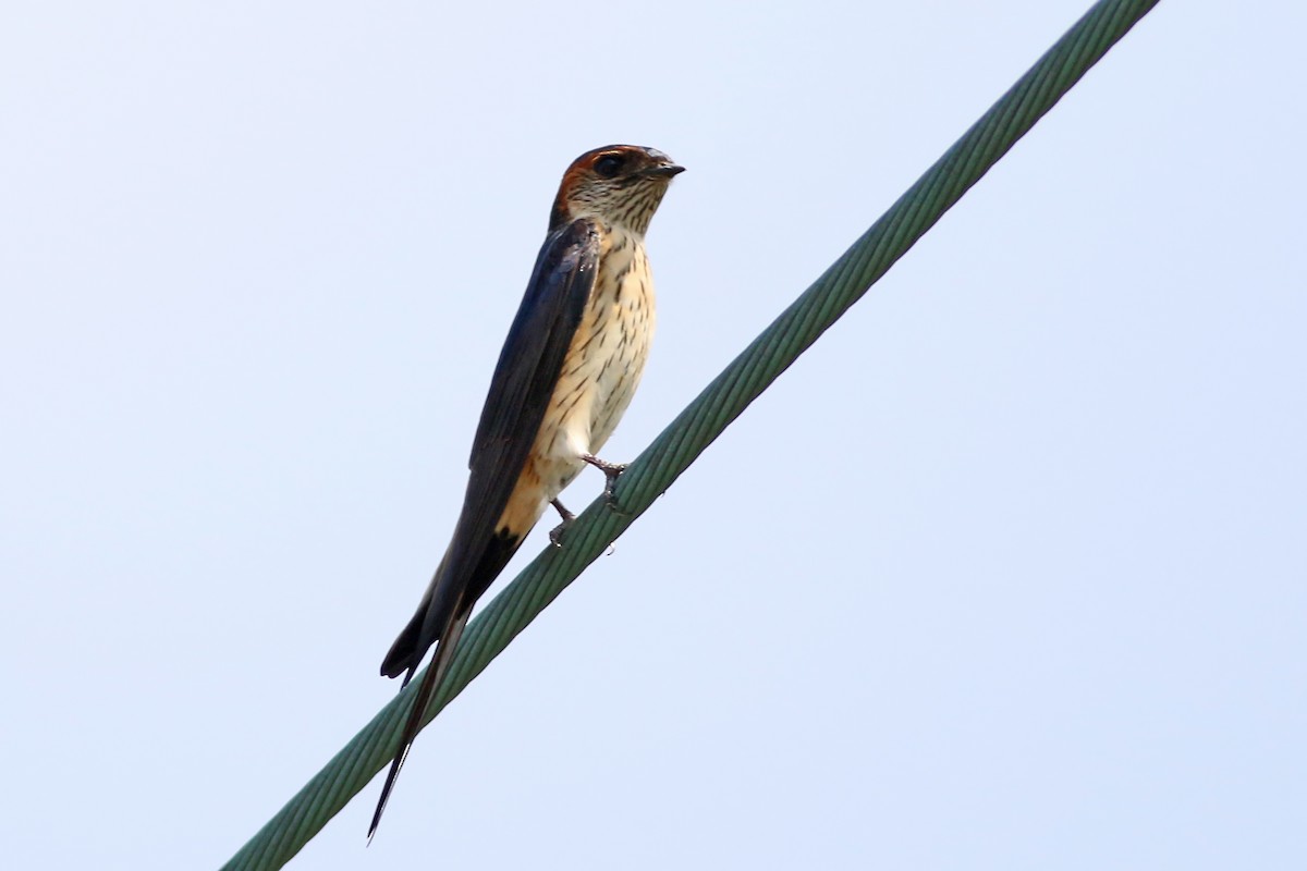 Eastern Red-rumped Swallow (Striated) - ML642594349