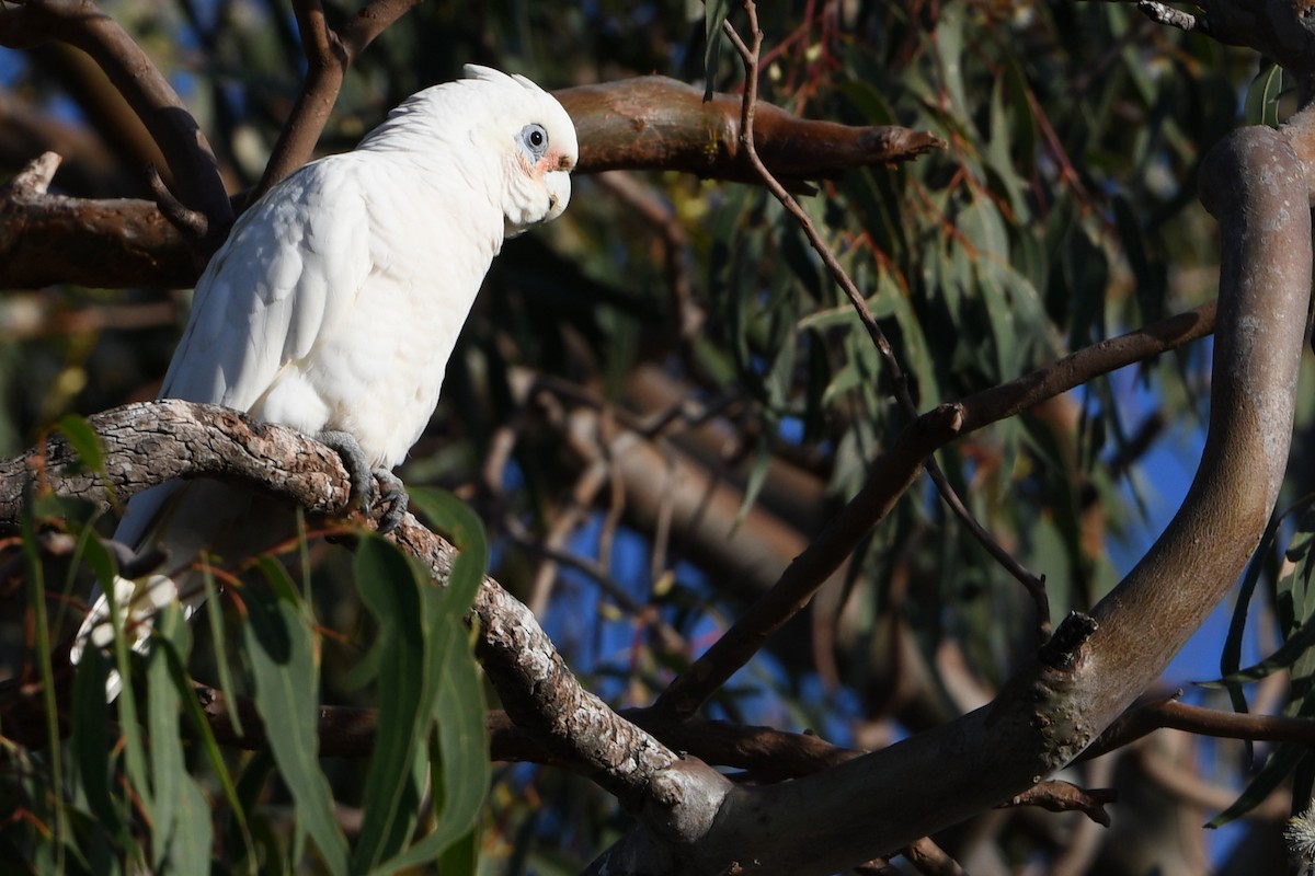Little Corella - ML642594350