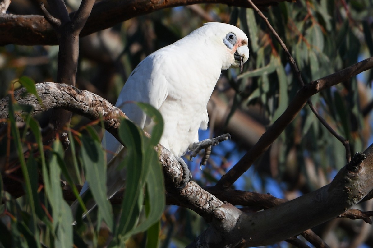 Little Corella - ML642594351