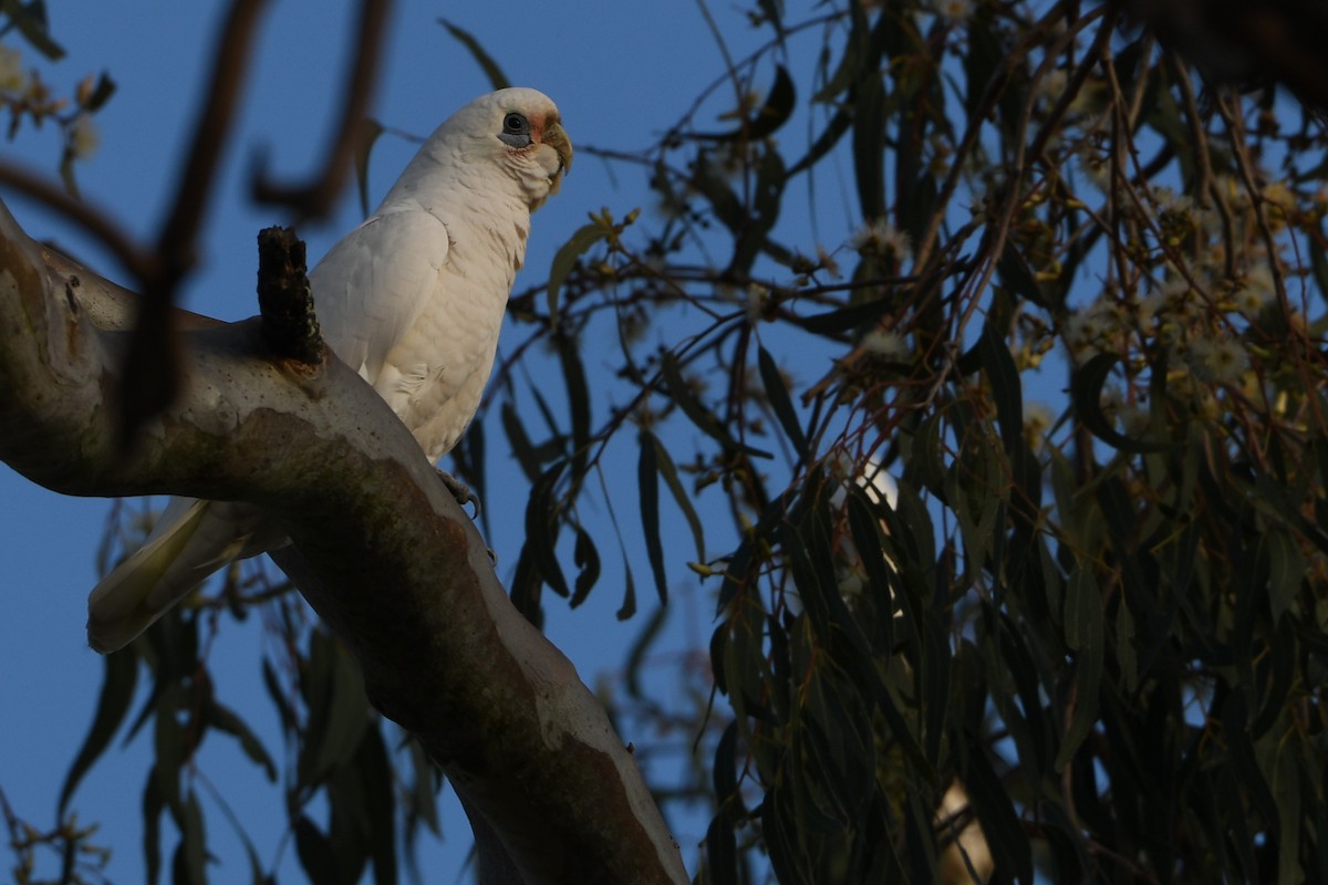 Little Corella - ML642594353