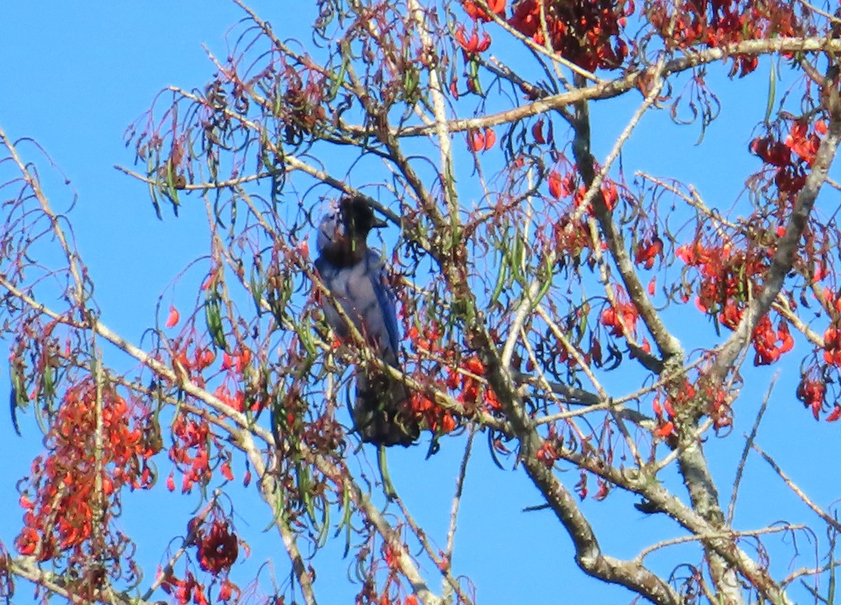 Violaceous Jay - ML642594376