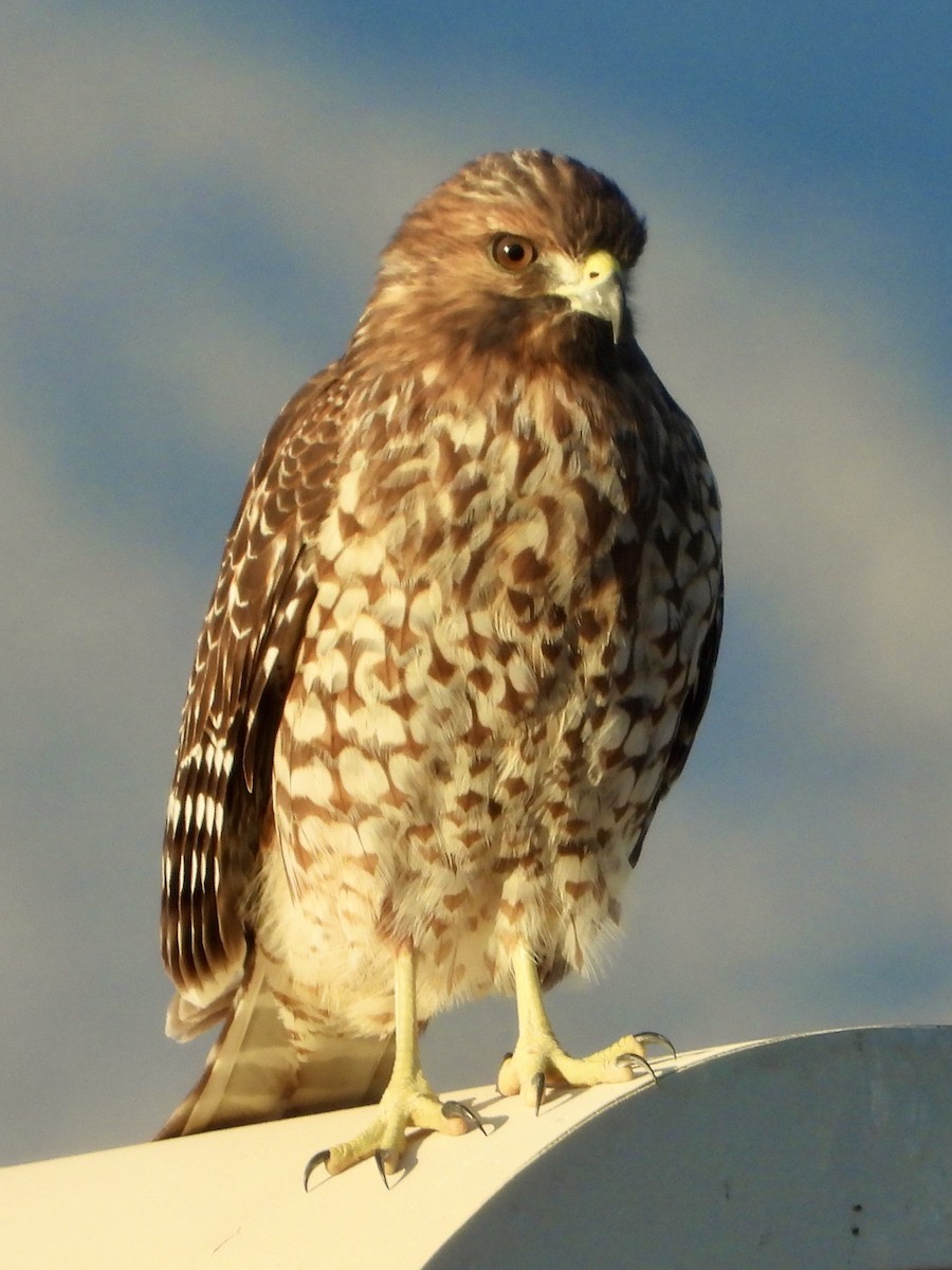 rødvingevåk - ML642594392