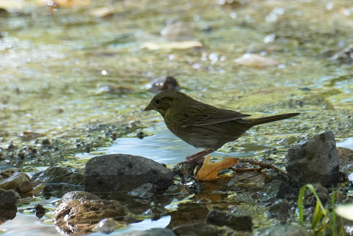 Lincoln's Sparrow - ML642594393