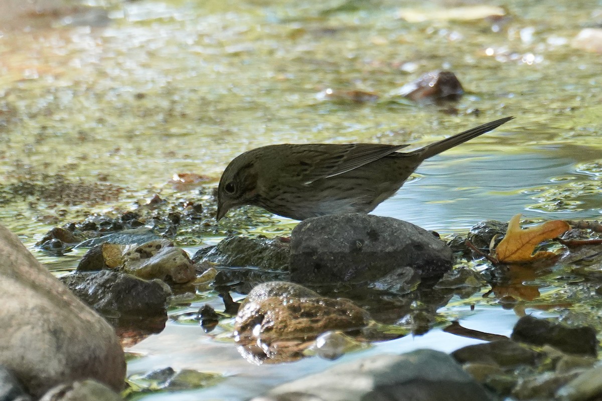 Lincoln's Sparrow - ML642594397