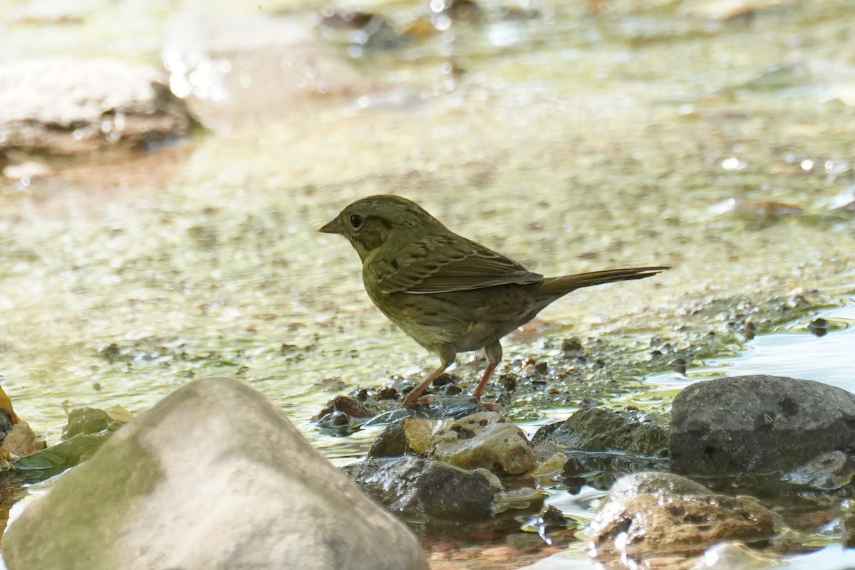 Lincoln's Sparrow - ML642594398