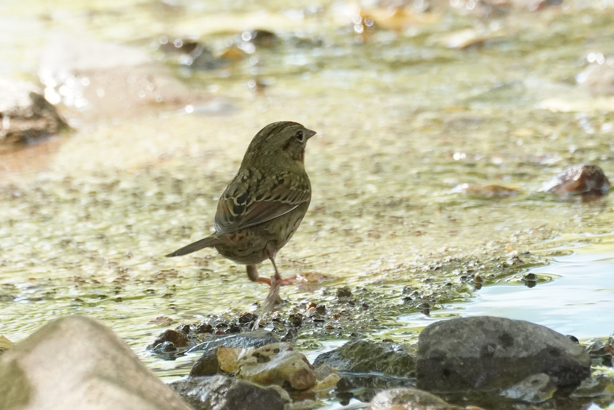Lincoln's Sparrow - ML642594403