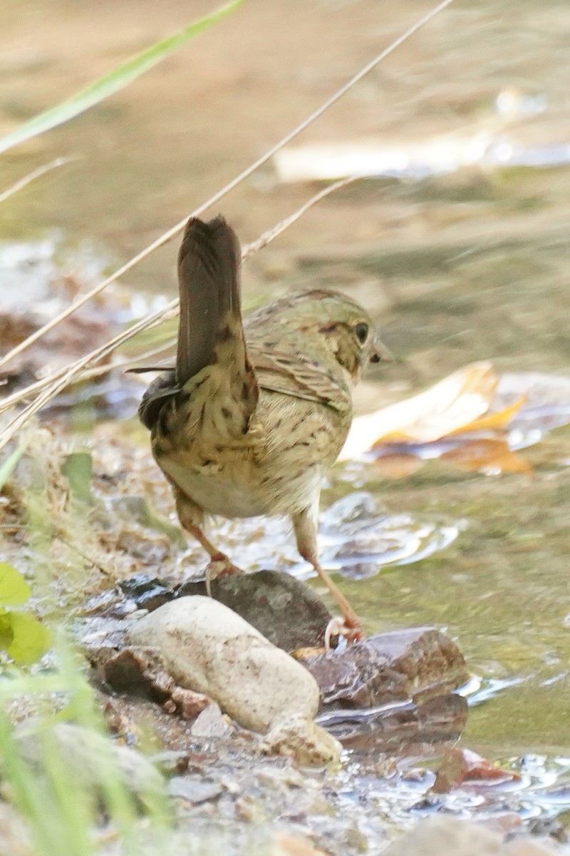 Lincoln's Sparrow - ML642594404