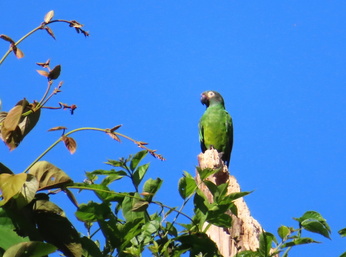 aratinga tmavohlavý - ML642594414