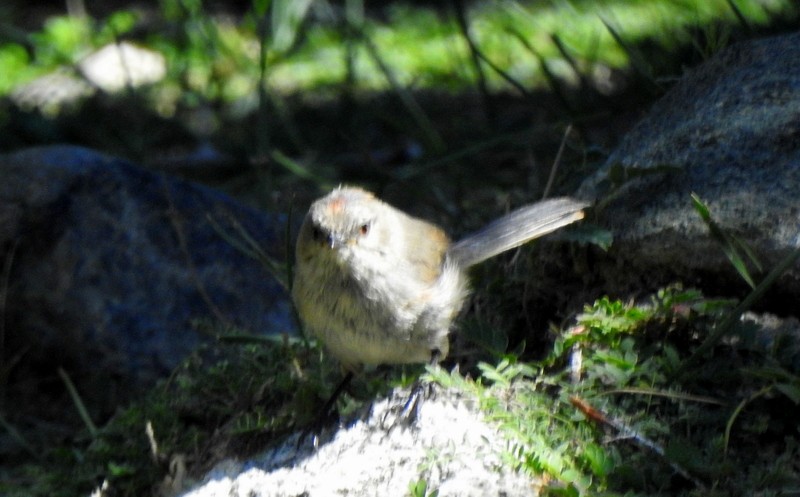 White-browed Tit-Warbler - ML642594447