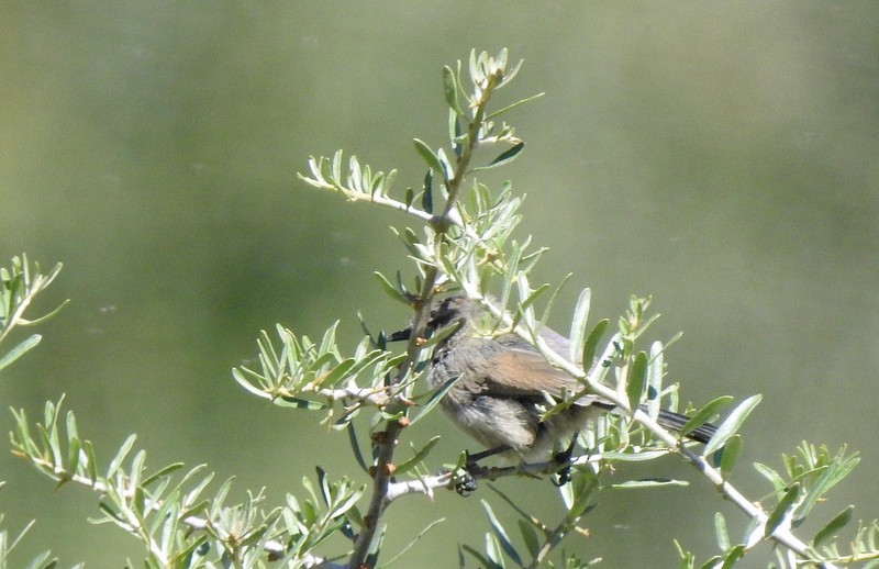 White-browed Tit-Warbler - ML642594449