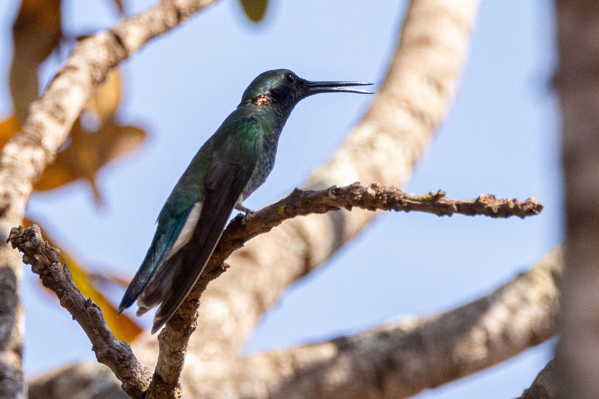 White-vented Violetear - ML642594479