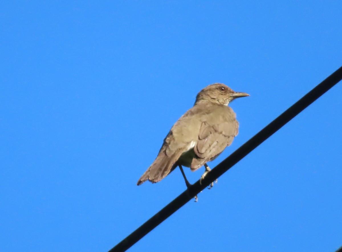 Black-billed Thrush - ML642594483