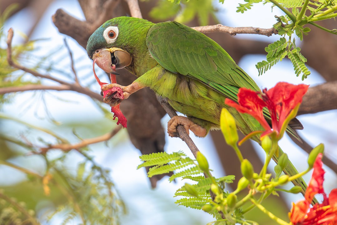 Blue-crowned Parakeet - ML642594496
