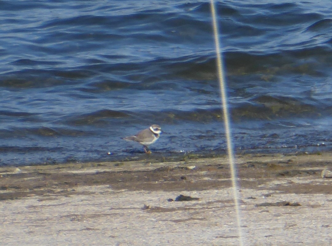 Common Ringed Plover - ML642594512