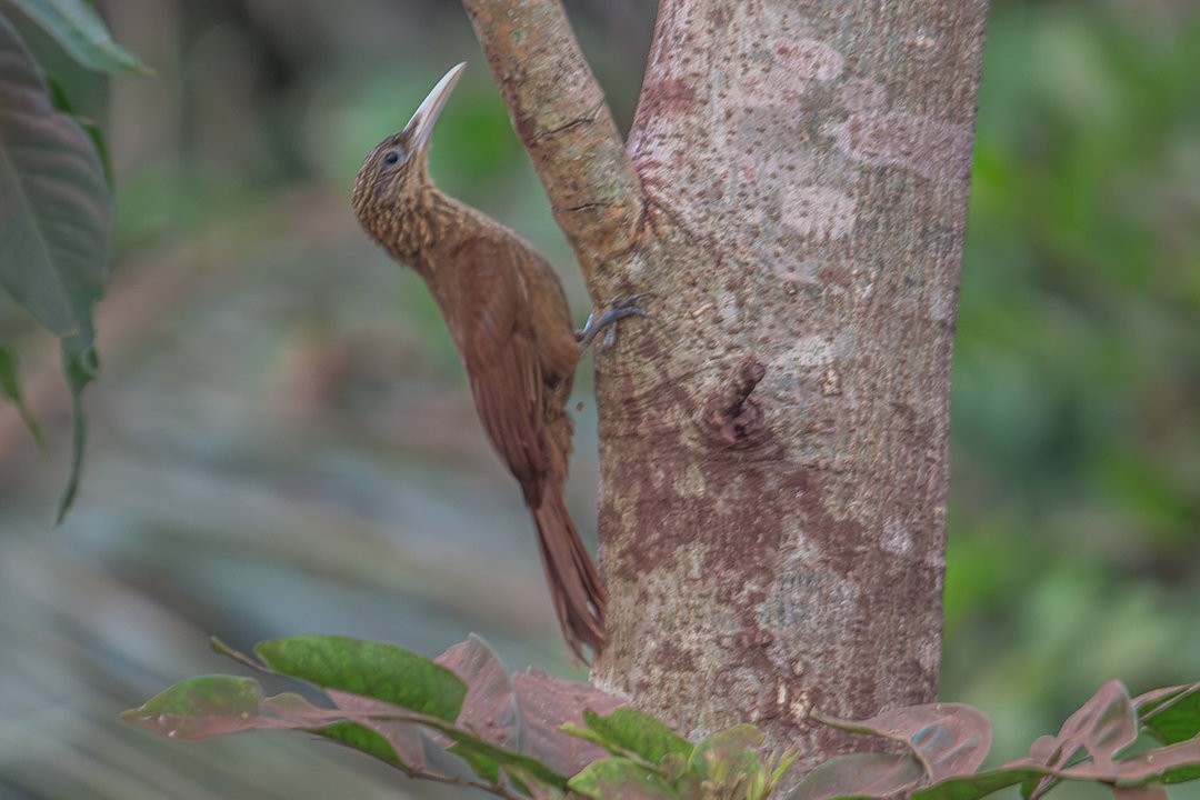 Buff-throated Woodcreeper (Lafresnaye's) - ML642594518