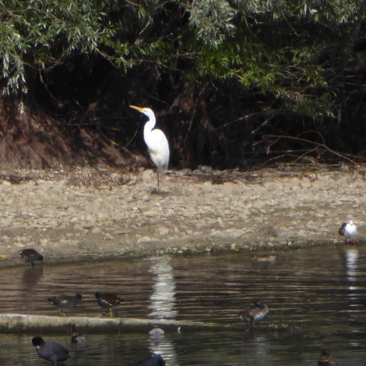 Great Egret - ML642594527