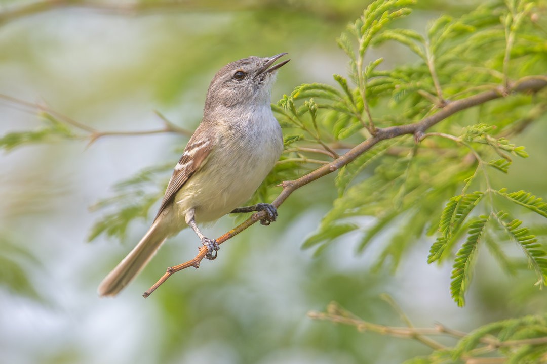 Plain Tyrannulet - ML642594537