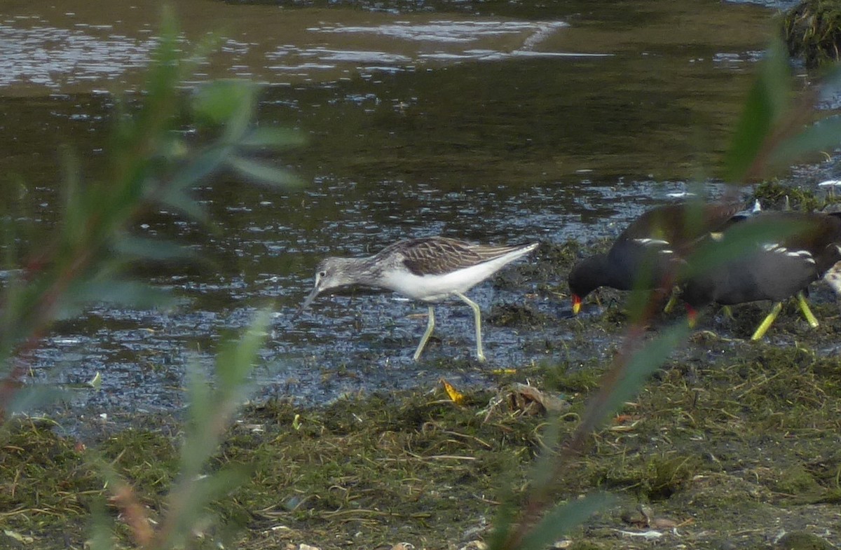 Common Greenshank - ML642594541