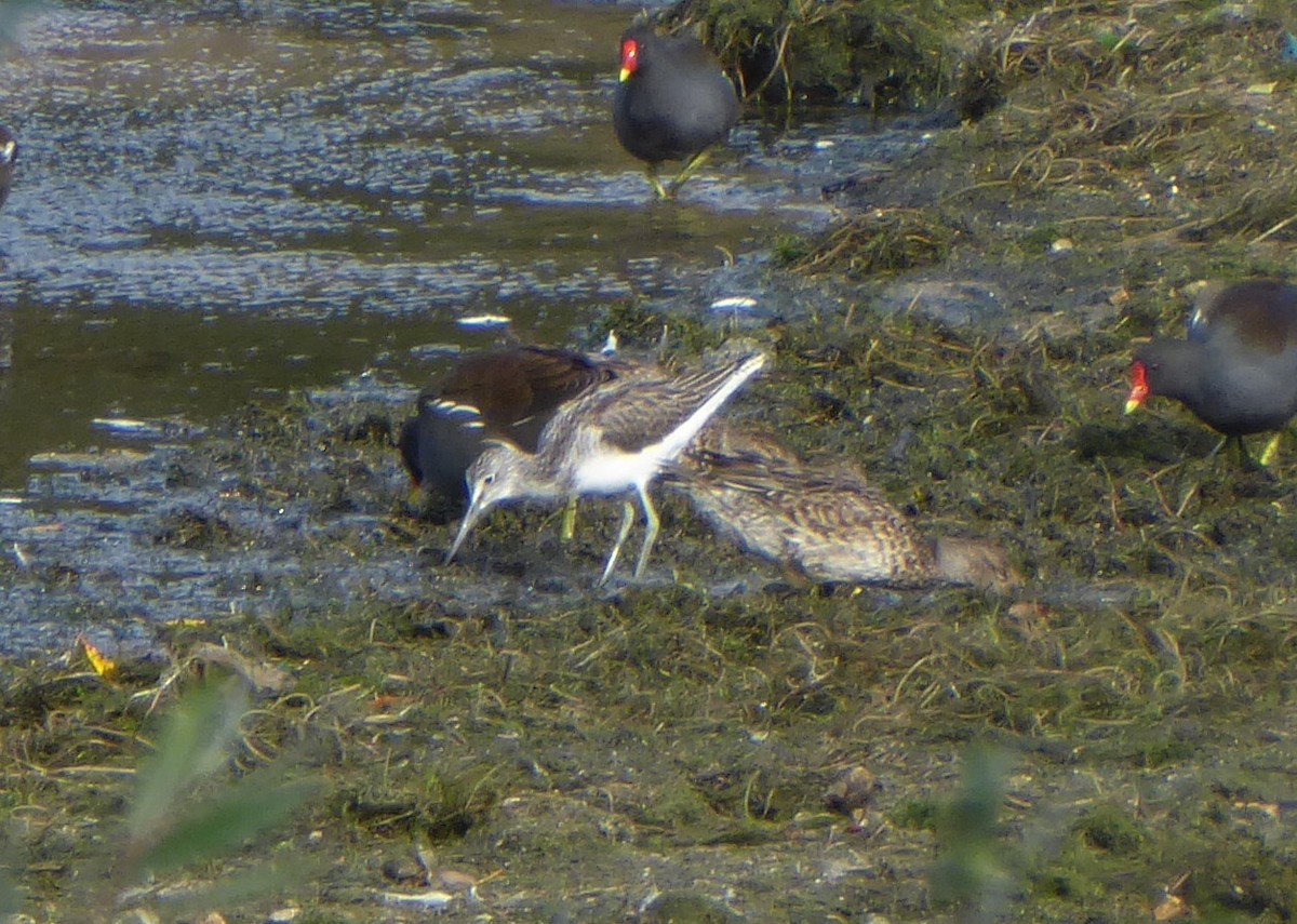Common Greenshank - ML642594542