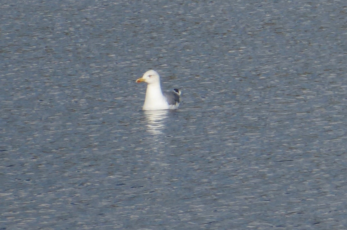 Yellow-legged Gull - ML642594554
