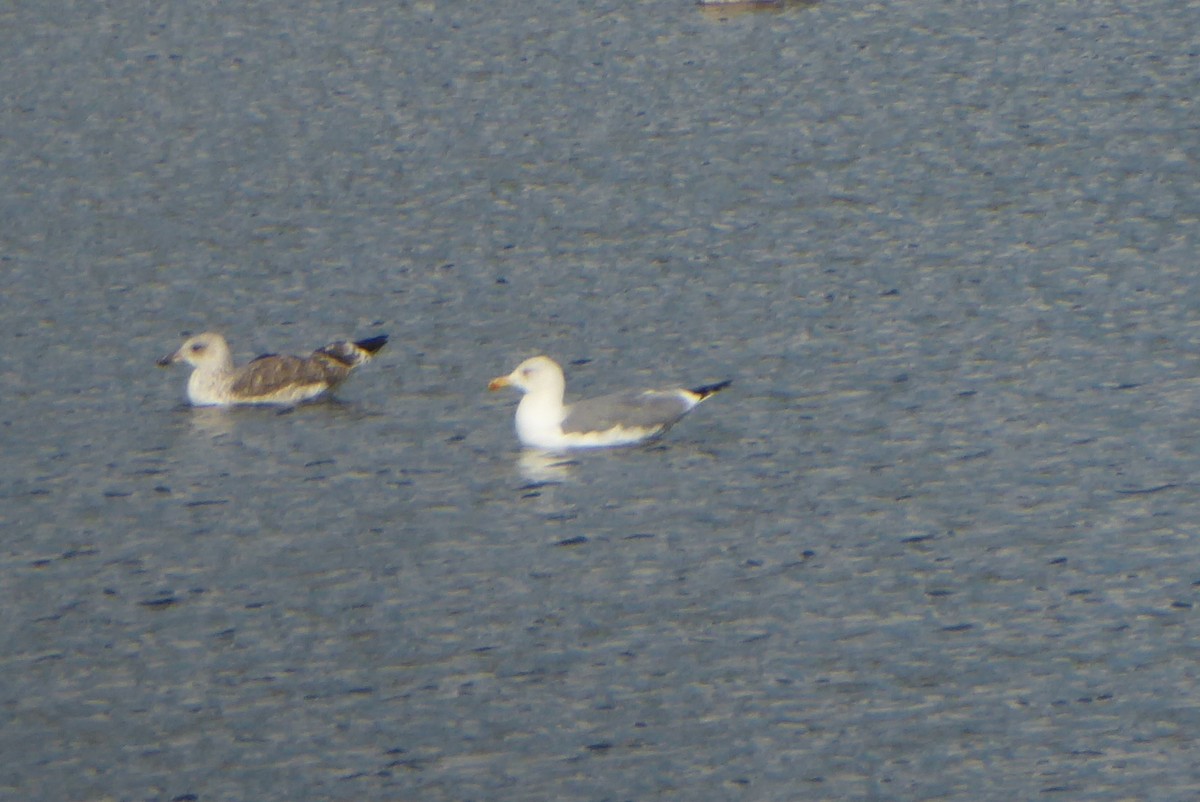 Yellow-legged Gull - ML642594555
