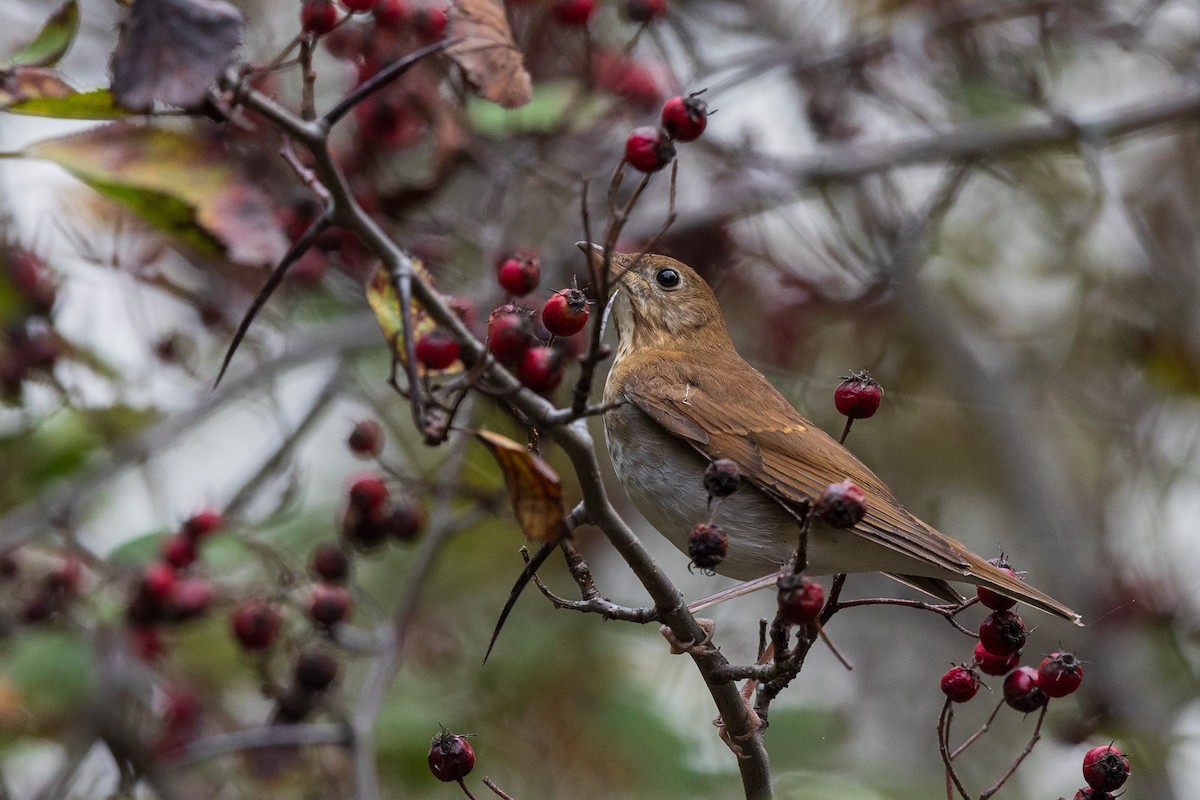 Veery - ML642594573