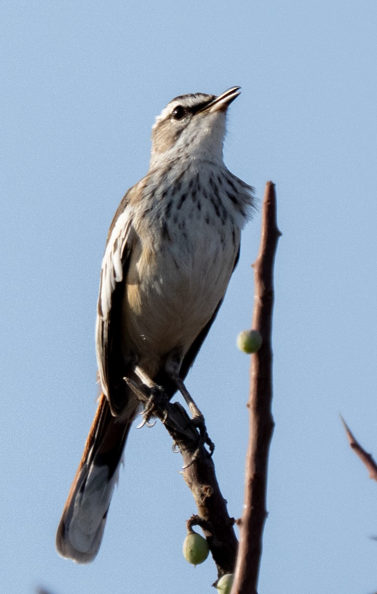 White-browed Scrub-Robin - ML642594577