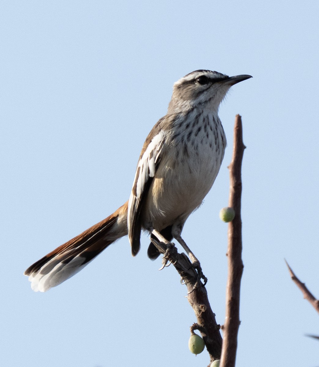 White-browed Scrub-Robin - ML642594578