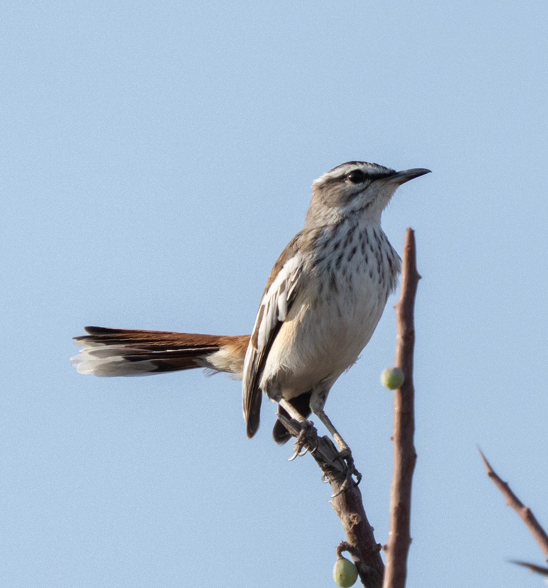 White-browed Scrub-Robin - ML642594579