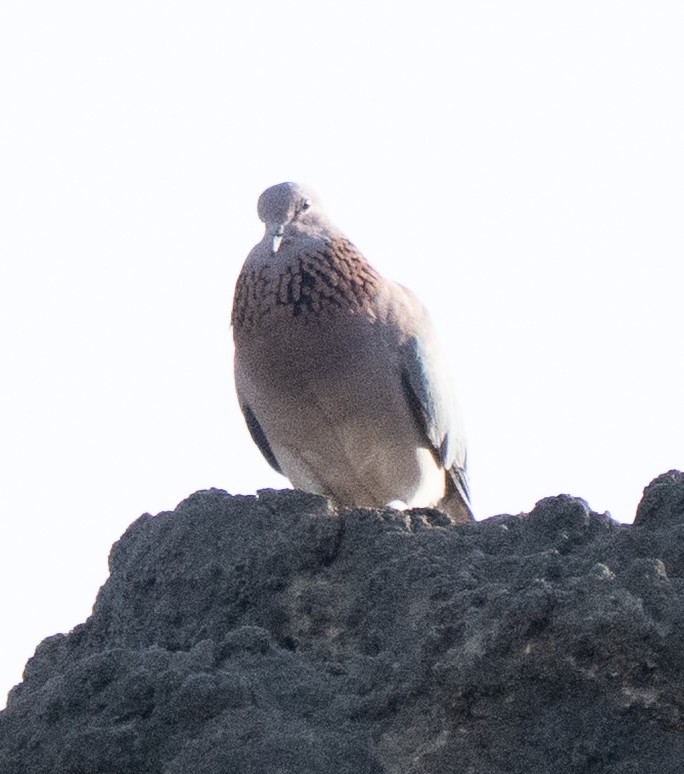 Laughing Dove - ML642594587