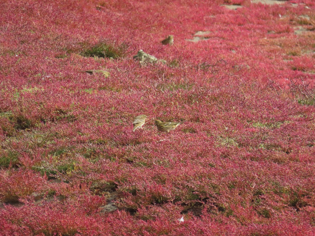 草地鷚 - ML642594589